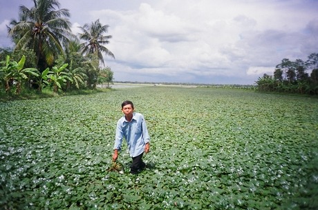 Mùa nước nổi Vĩnh Long, ra đồng thấy cây thủy sinh lớn nhanh như thổi, trên chim trời, dưới cá đồng - Ảnh 2.