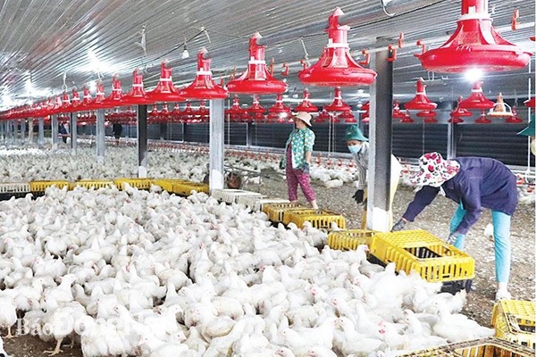 Chăn nuôi nguy cơ "thua" trên sân nhà, mở đường xuất ngoại cho 550 triệu con gia cầm, 17 tỷ quả trứng- Ảnh 1.