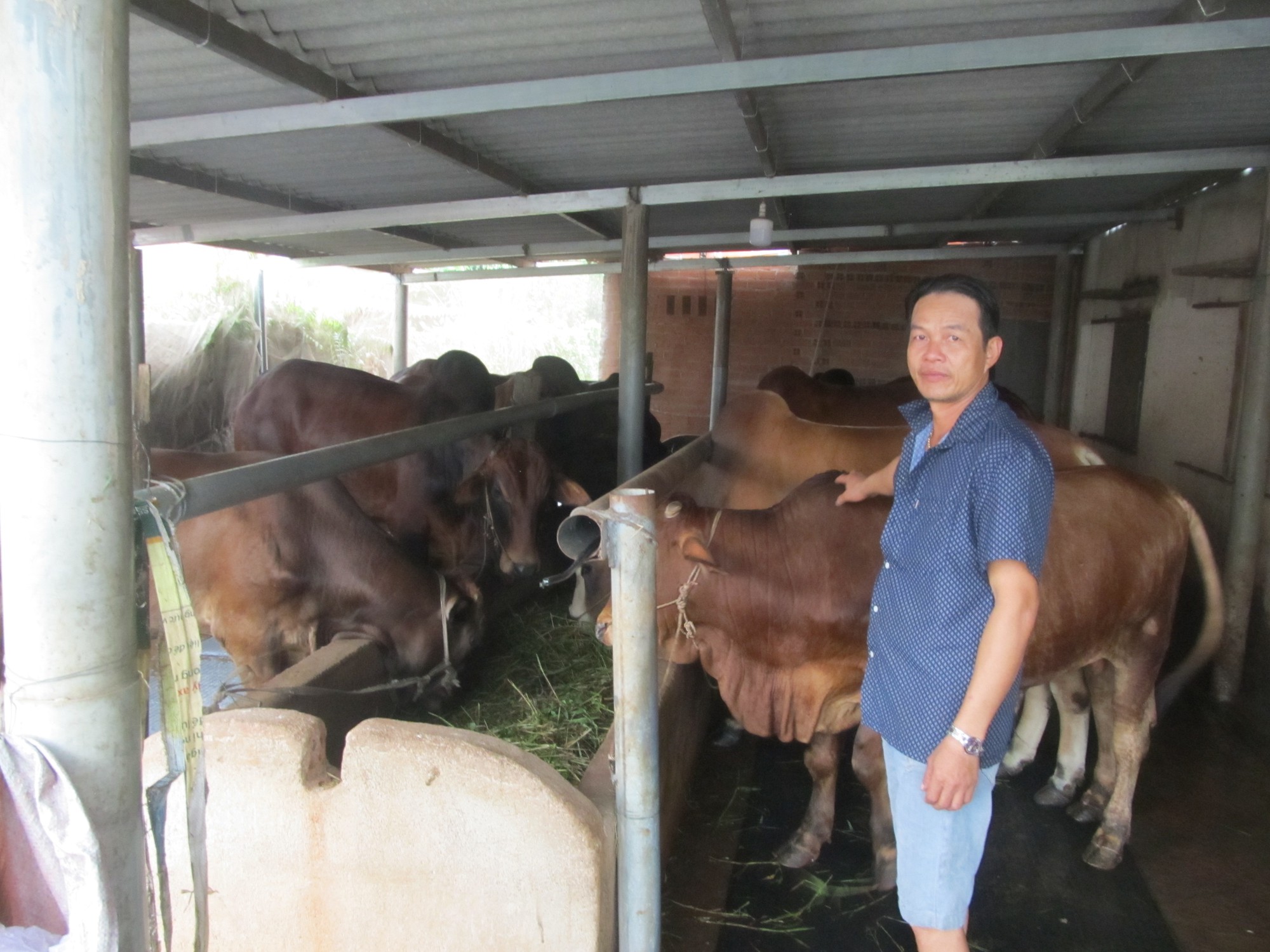 Giá bò hơi giảm mạnh, Hội Nông dân một xã ở Bà Rịa - Vũng Tàu đề xuất 5 giải pháp hỗ trợ nông dân - Ảnh 1.