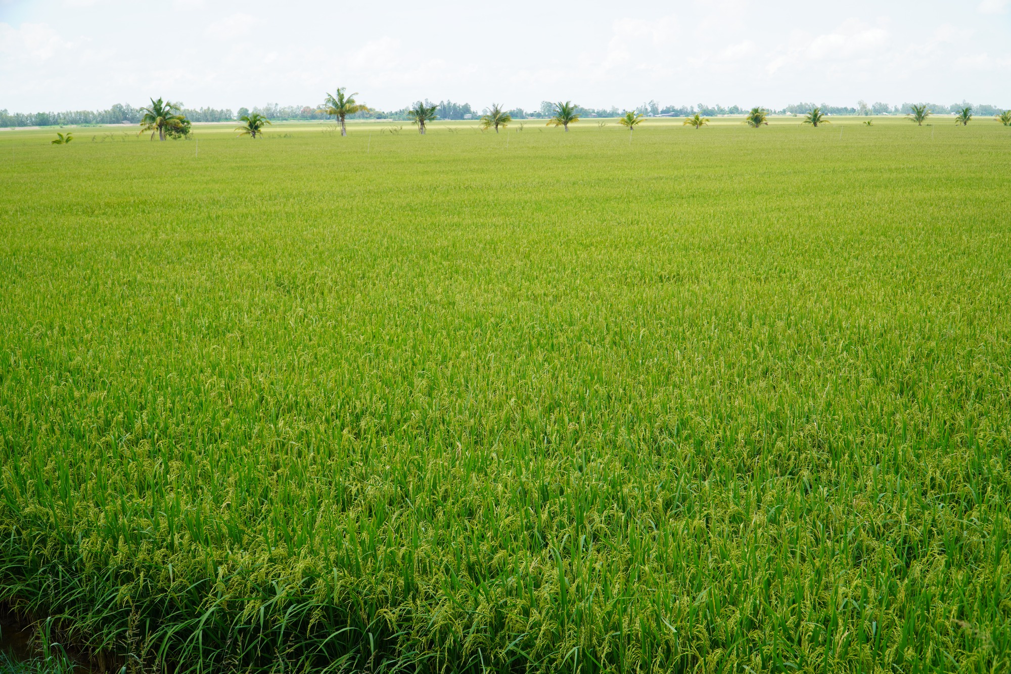 Giá lúa tăng cao nhất từ trước đến nay, nhiều nơi thương lái mua 9.400 đồng/kg - Ảnh 2.