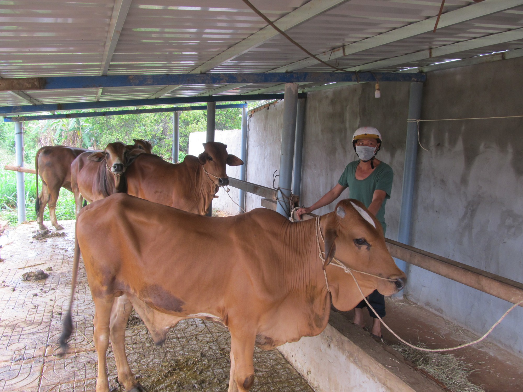 Giá bò hơi giảm mạnh, Hội Nông dân một xã ở Bà Rịa - Vũng Tàu đề xuất 5 giải pháp hỗ trợ nông dân - Ảnh 3.