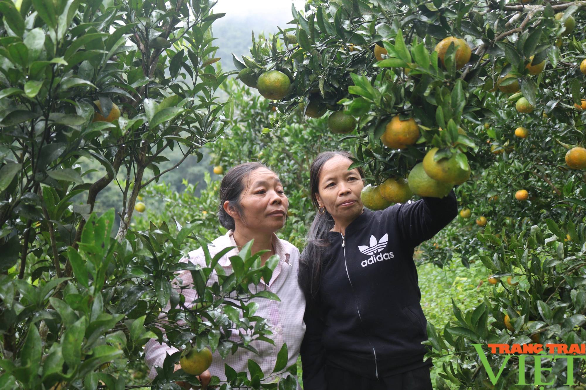 Đồng bào dân tộc Pa Dí Lào Cai thoát nghèo nhờ trồng loại cây ăn quả đặc sản - Ảnh 4.