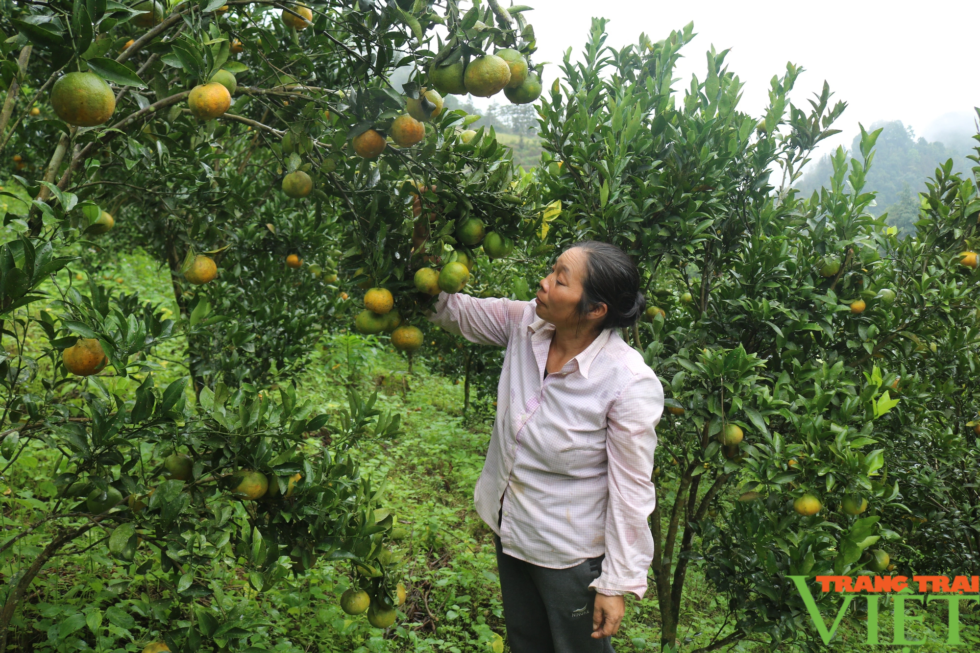 Đồng bào dân tộc Pa Dí Lào Cai thoát nghèo nhờ trồng loại cây ăn quả đặc sản - Ảnh 5.