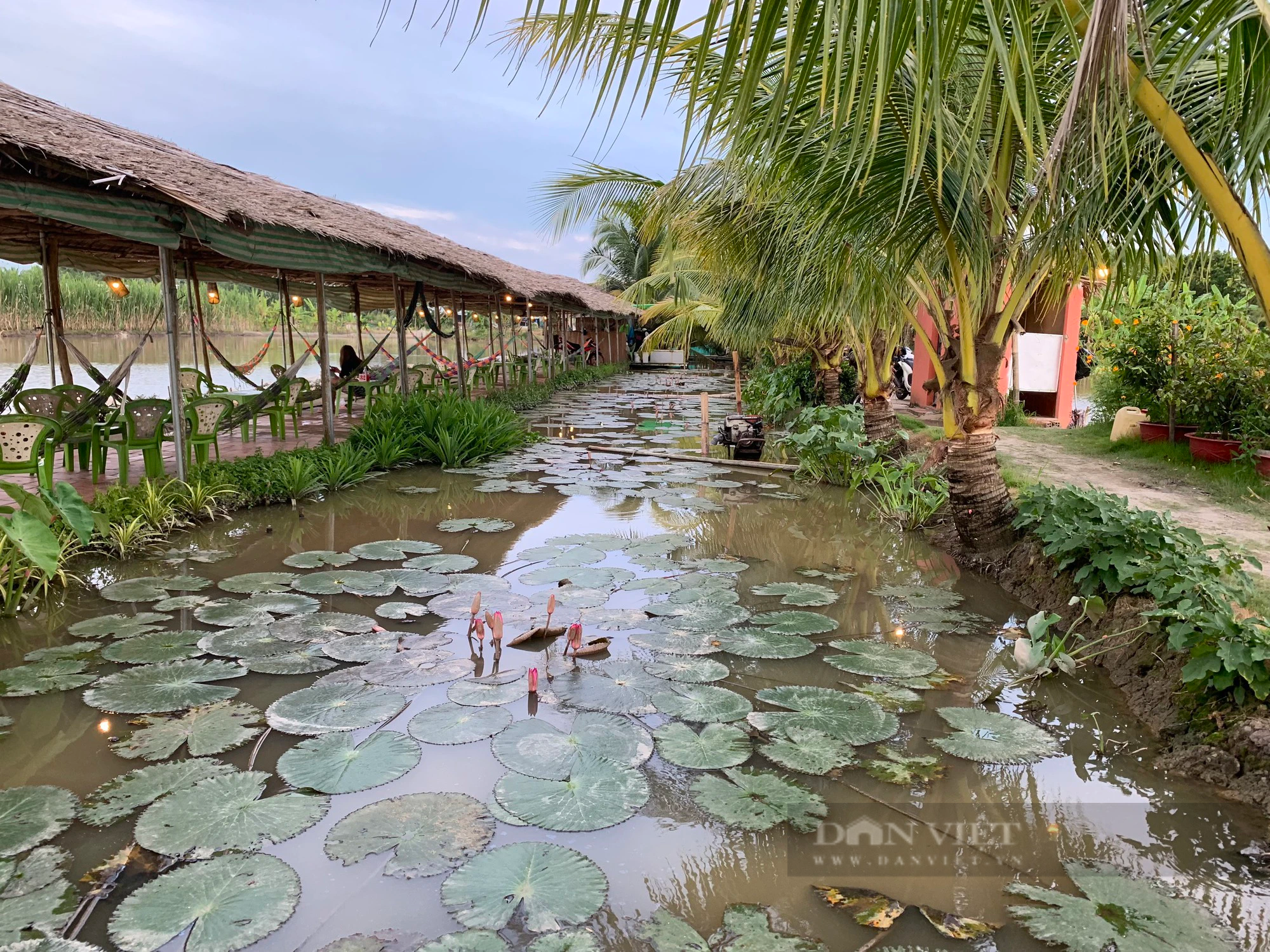 Độc lạ quán cà phê nằm giữa cánh đồng nước nổi của kỹ sư nhân cơ khí, thu hút khách nườm nượp đến trải nghiệm - Ảnh 7.