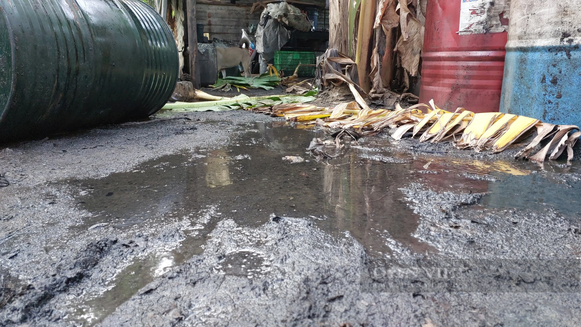 Kho tập kết dầu nhớt thải lẫn lộn với dầu ăn tại Đà Nẵng - Ảnh 3.
