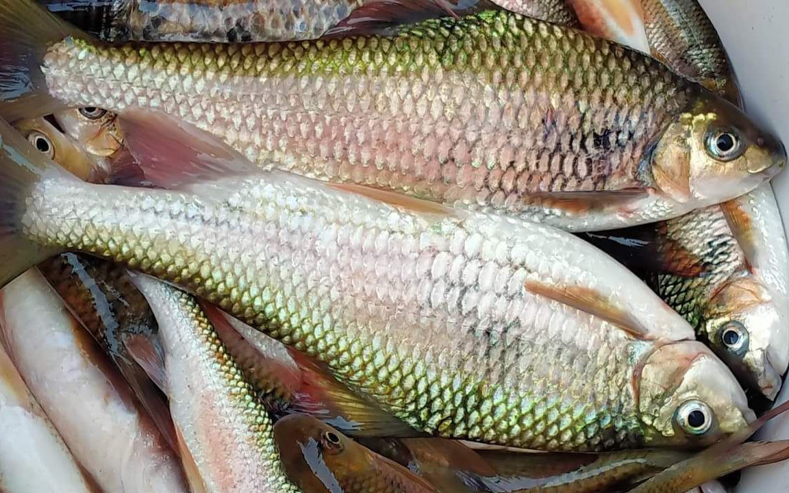 Dòng sông Giăng nổi tiếng Nghệ An có loài cá còn nổi tiếng hơn, ăn như tẩm bổ, lợi tiêu hóa, giúp sáng mắt