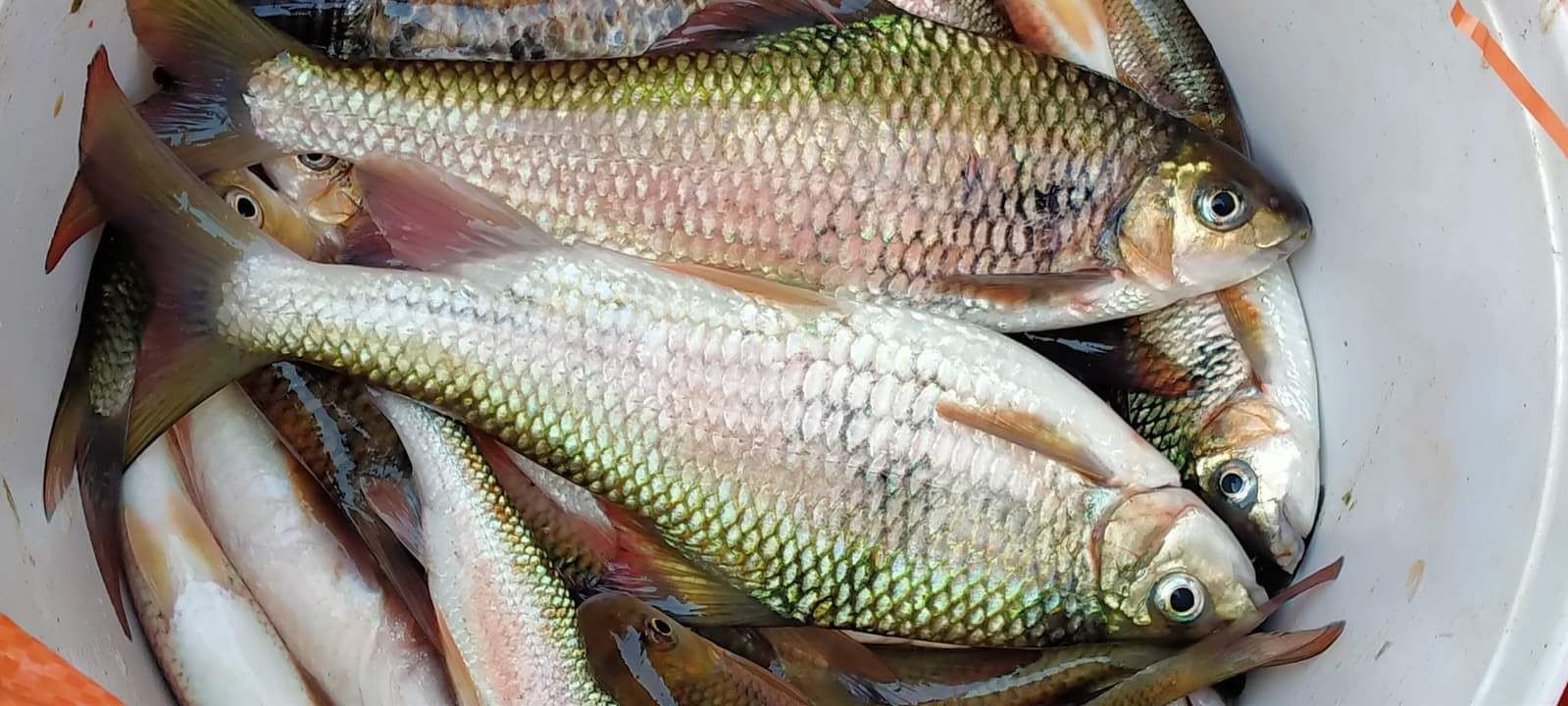 Dòng sông Giăng nổi tiếng Nghệ An có loài cá còn nổi tiếng hơn, ăn như tẩm bổ, lợi tiêu hóa, giúp sáng mắt - Ảnh 3.