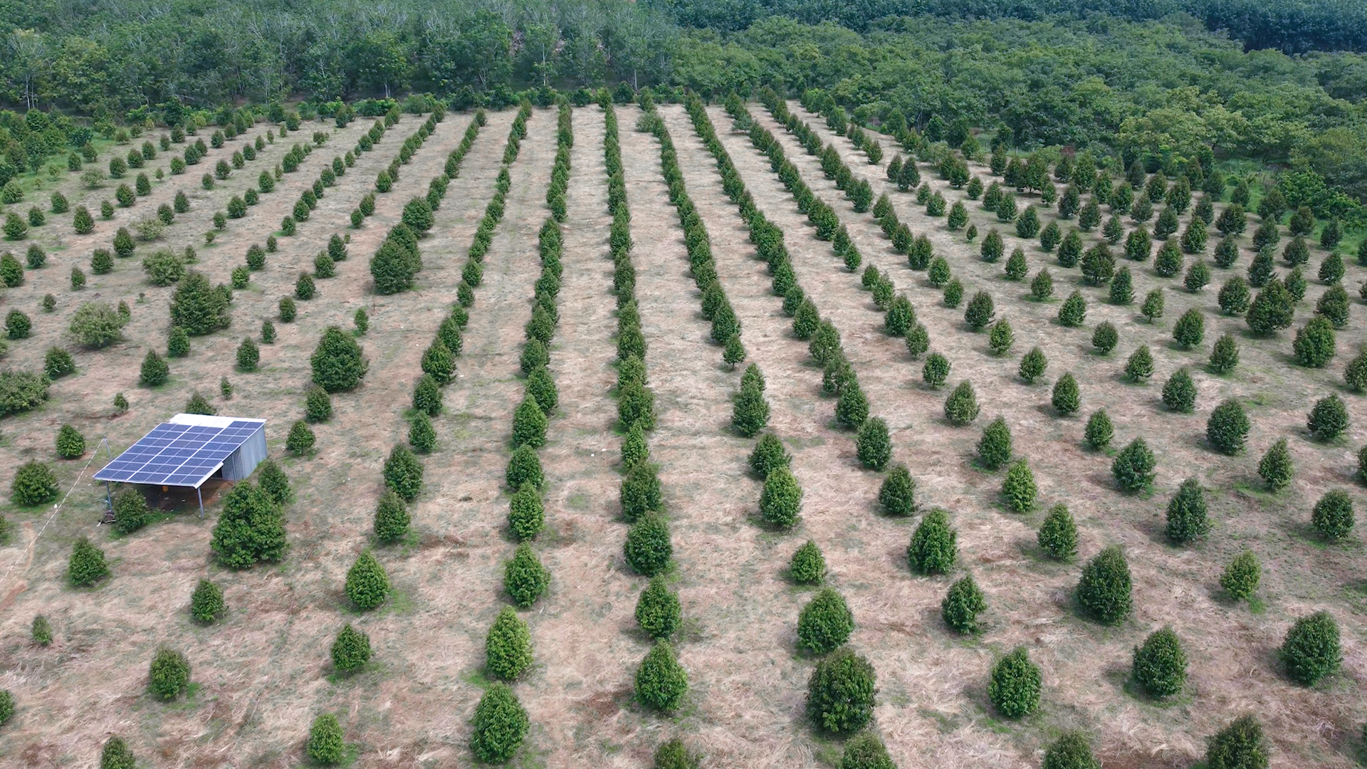 Phân bón hữu cơ Đồng Phú: Giải pháp vàng cho nền nông nghiệp xanh, tăng giá trị nông sản - Ảnh 1.