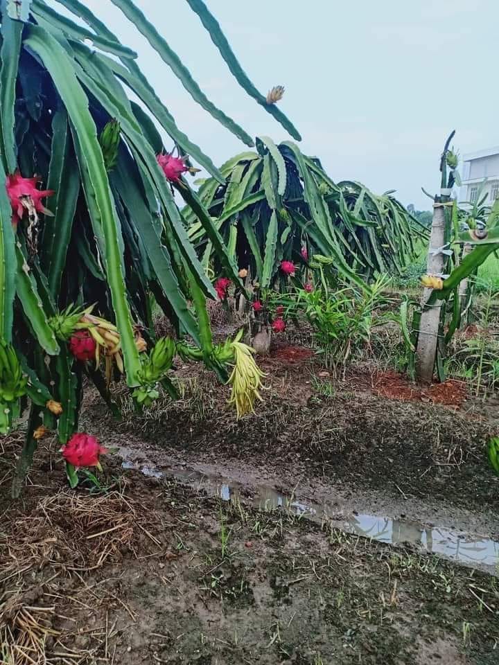 Kể chuyện làng: &quot;Đường đi&quot; của cây thanh long ở làng tôi - Ảnh 1.