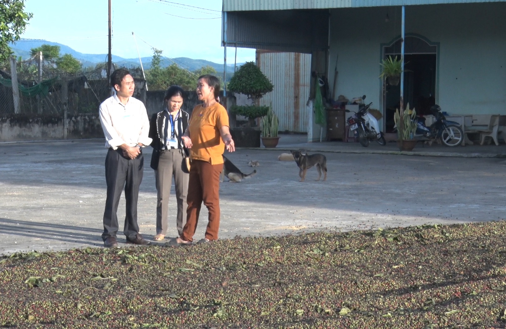 Một huyện của Kon Tum đang chấn chỉnh tình trạng hái bán cà phê chưa chín - Ảnh 1.