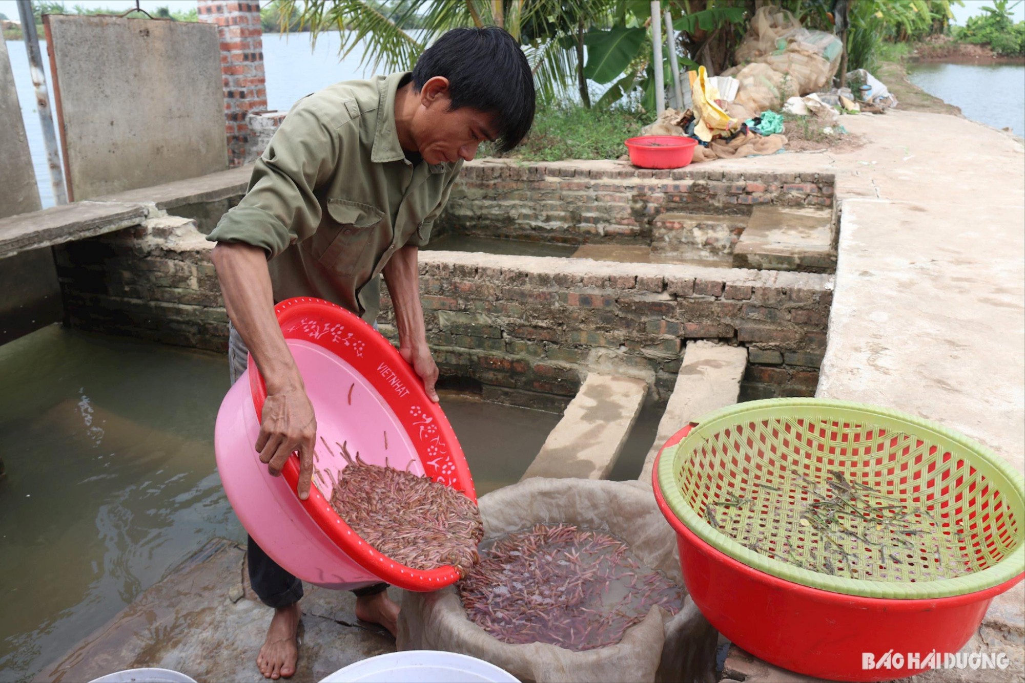  Nông dân huyện Thanh Hà, Hải Dương mua ngô, đậu tương về xay rồi rắc ra ngoài bãi để giữ 'lộc trời' - Ảnh 1.