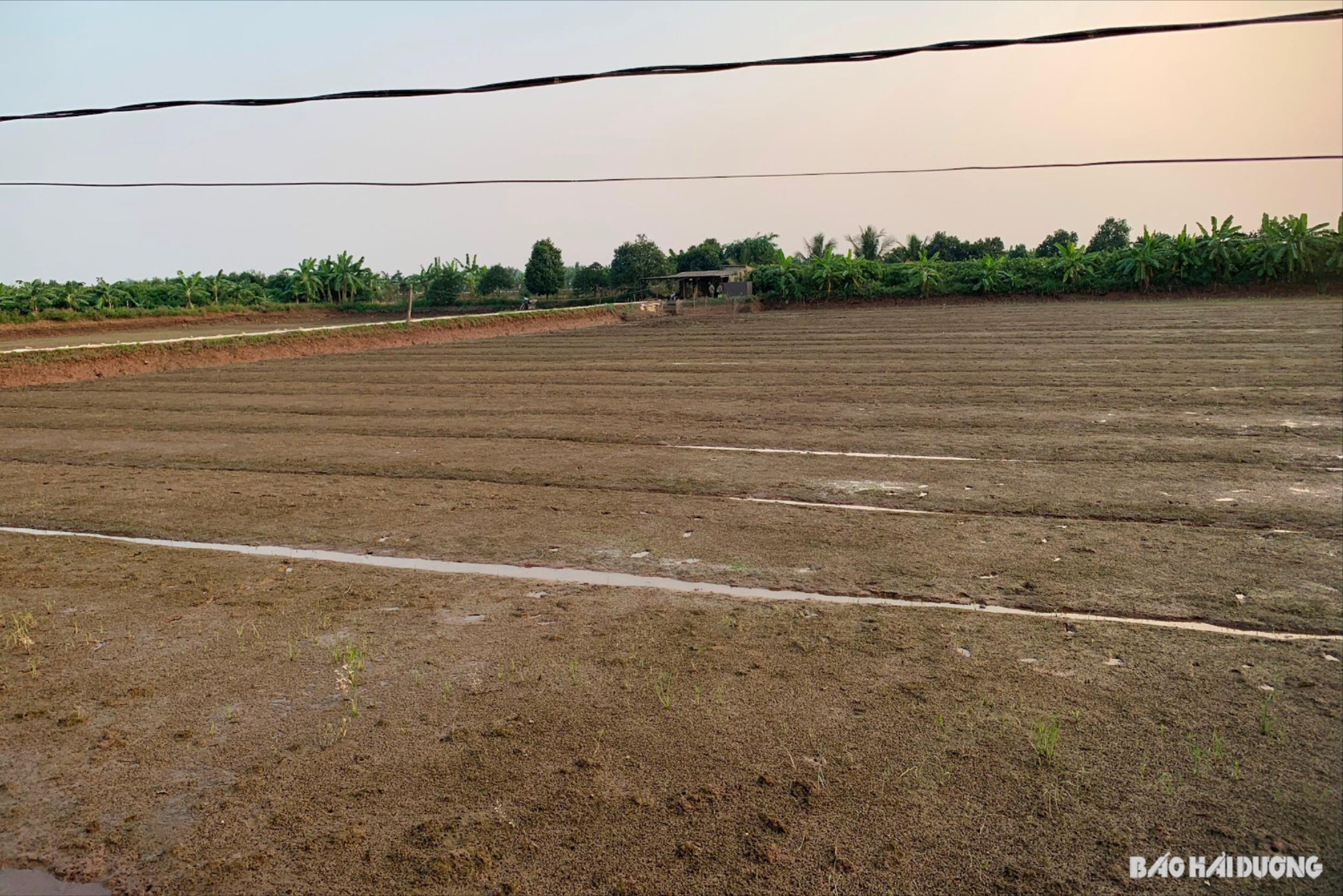  Nông dân huyện Thanh Hà, Hải Dương mua ngô, đậu tương về xay rồi rắc ra ngoài bãi để giữ 'lộc trời' - Ảnh 2.
