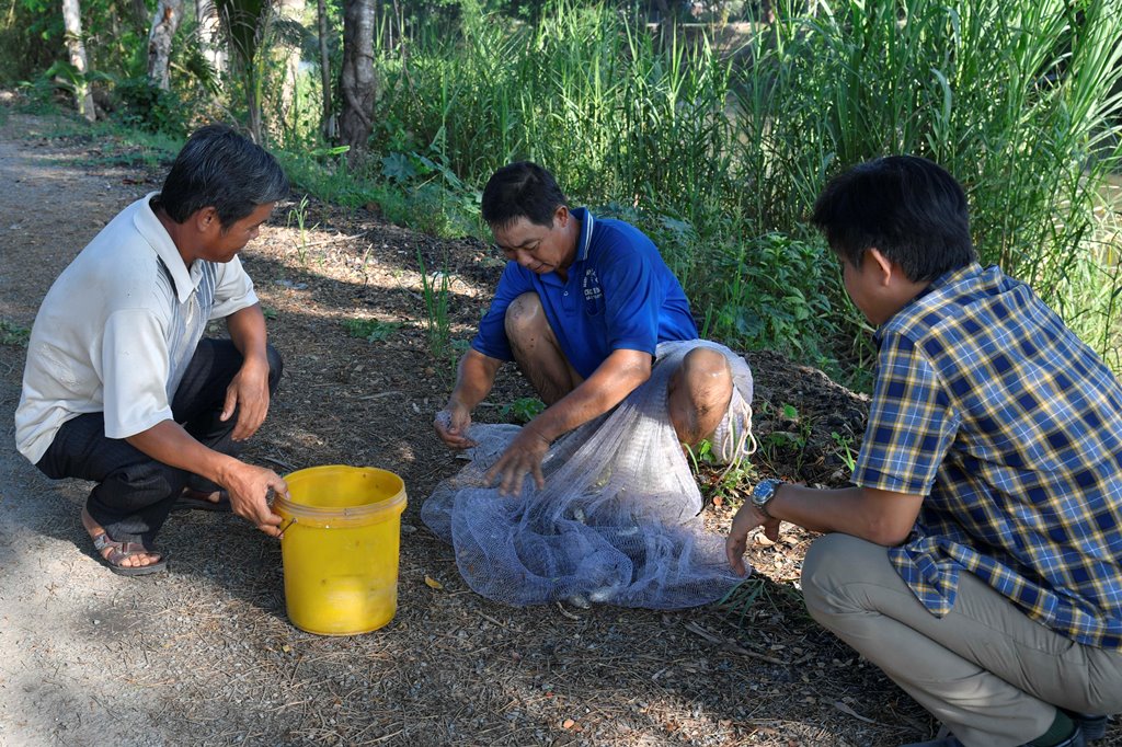 Cận cảnh quăng chài bắt cá kênh nước ở An Giang, mớ cá hủng hỉnh có gì lạ? - Ảnh 10.