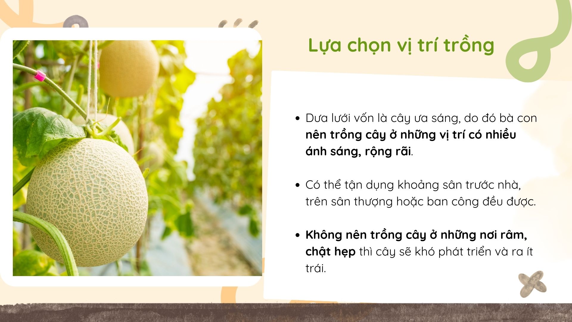 SỔ TAY NHÀ NÔNG: Cách trồng dưa lưới trên giá thể cho quả ngon, mã đẹp - Ảnh 2.