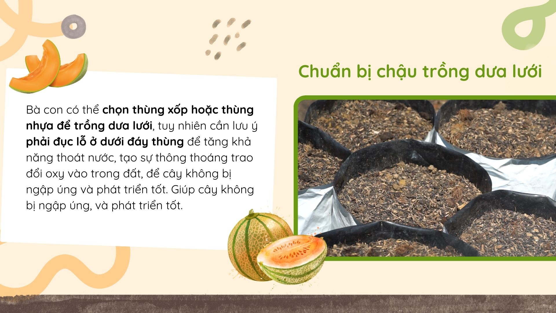 SỔ TAY NHÀ NÔNG: Cách trồng dưa lưới trên giá thể cho quả ngon, mã đẹp - Ảnh 4.