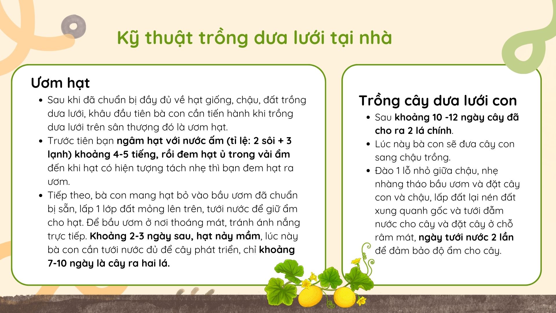 SỔ TAY NHÀ NÔNG: Cách trồng dưa lưới trên giá thể cho quả ngon, mã đẹp - Ảnh 5.