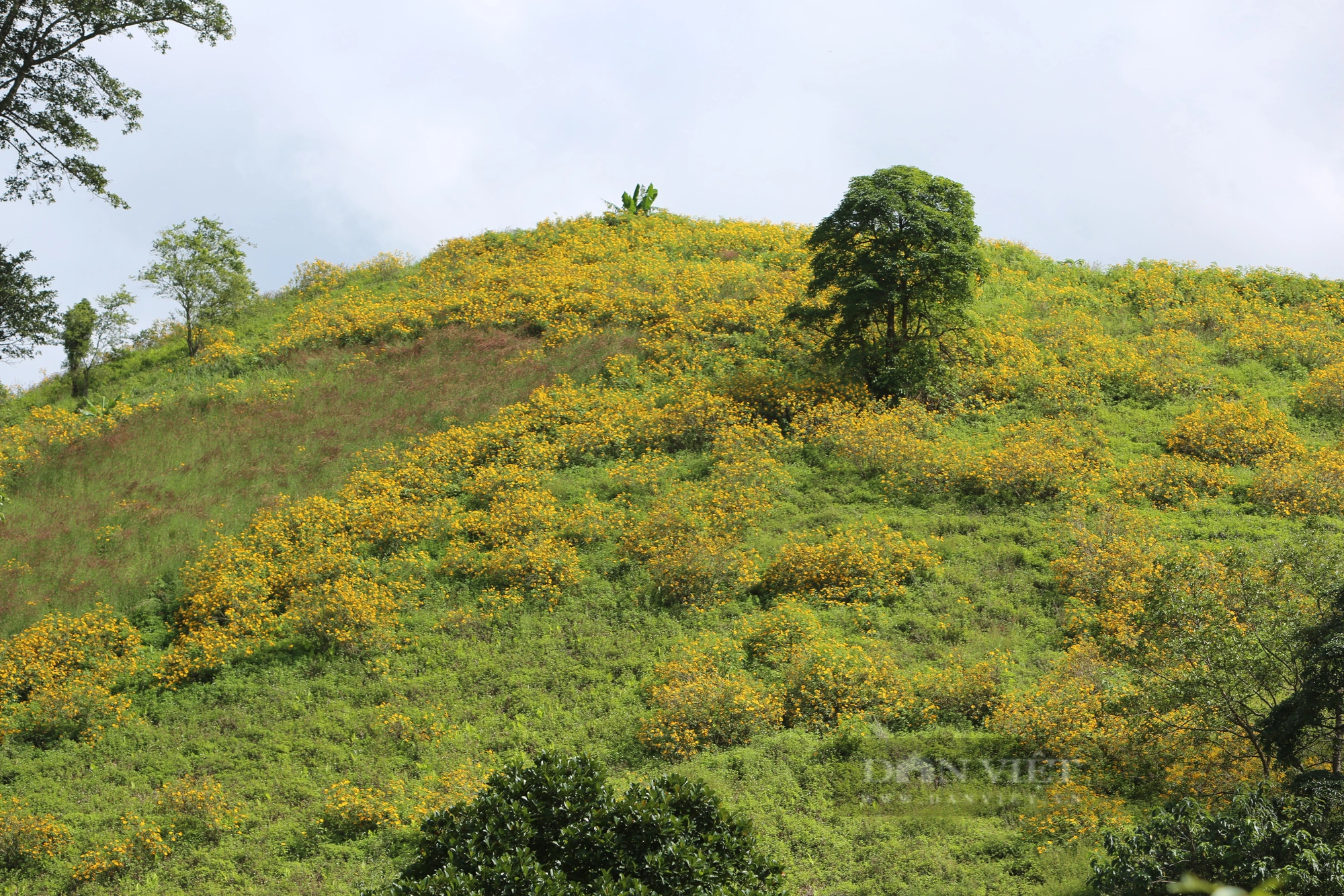 Hoa dã quỳ nở rộ trên núi lửa Chư Đăng Ya, du khách ùn ùn đổ về check-in - Ảnh 1.