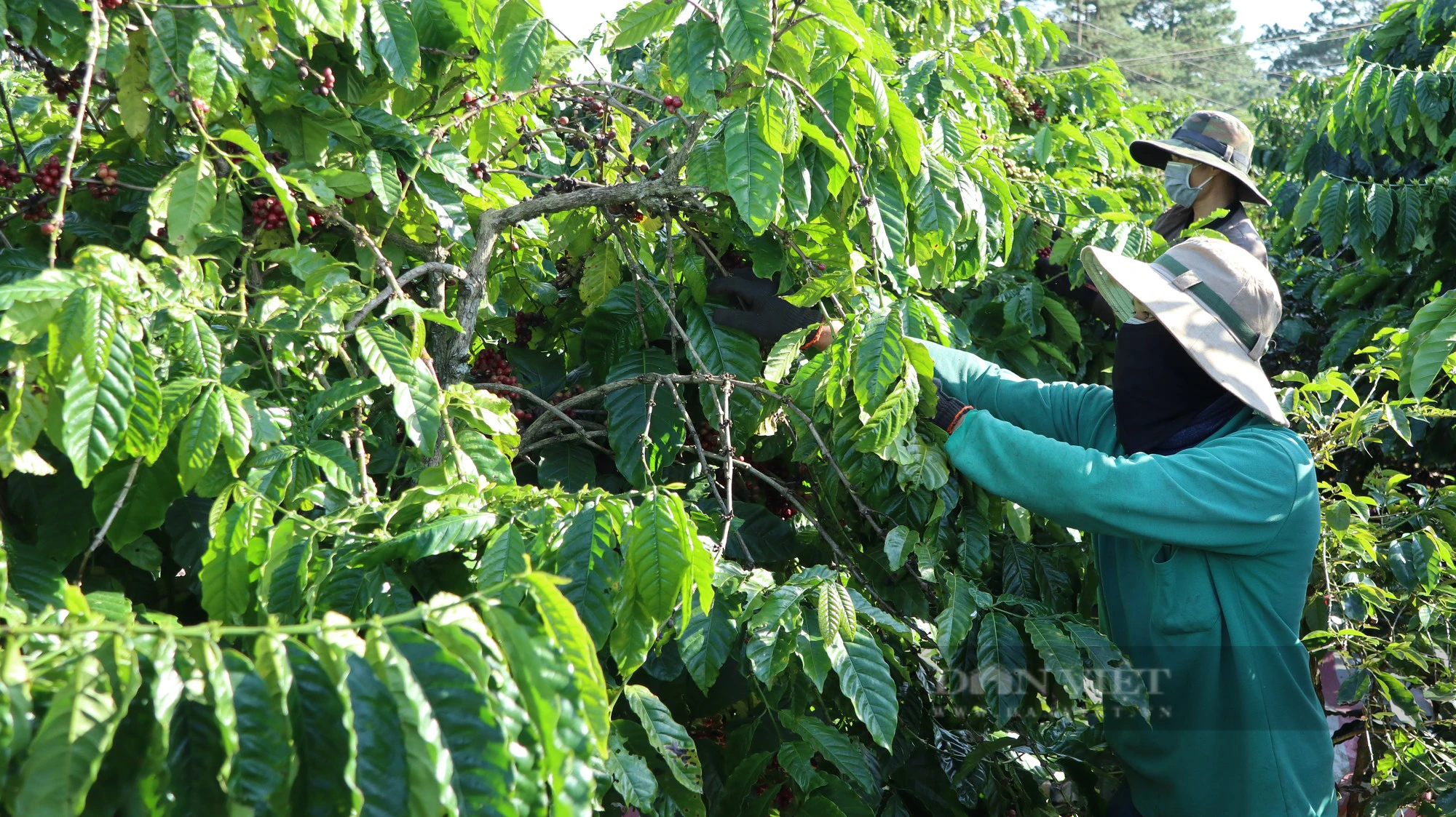 Giá cà phê cao nhất 10 năm qua, người dân hái quả xanh, huyện Lâm Hà (tỉnh Lâm Đồng) khuyến cáo nóng - Ảnh 2.