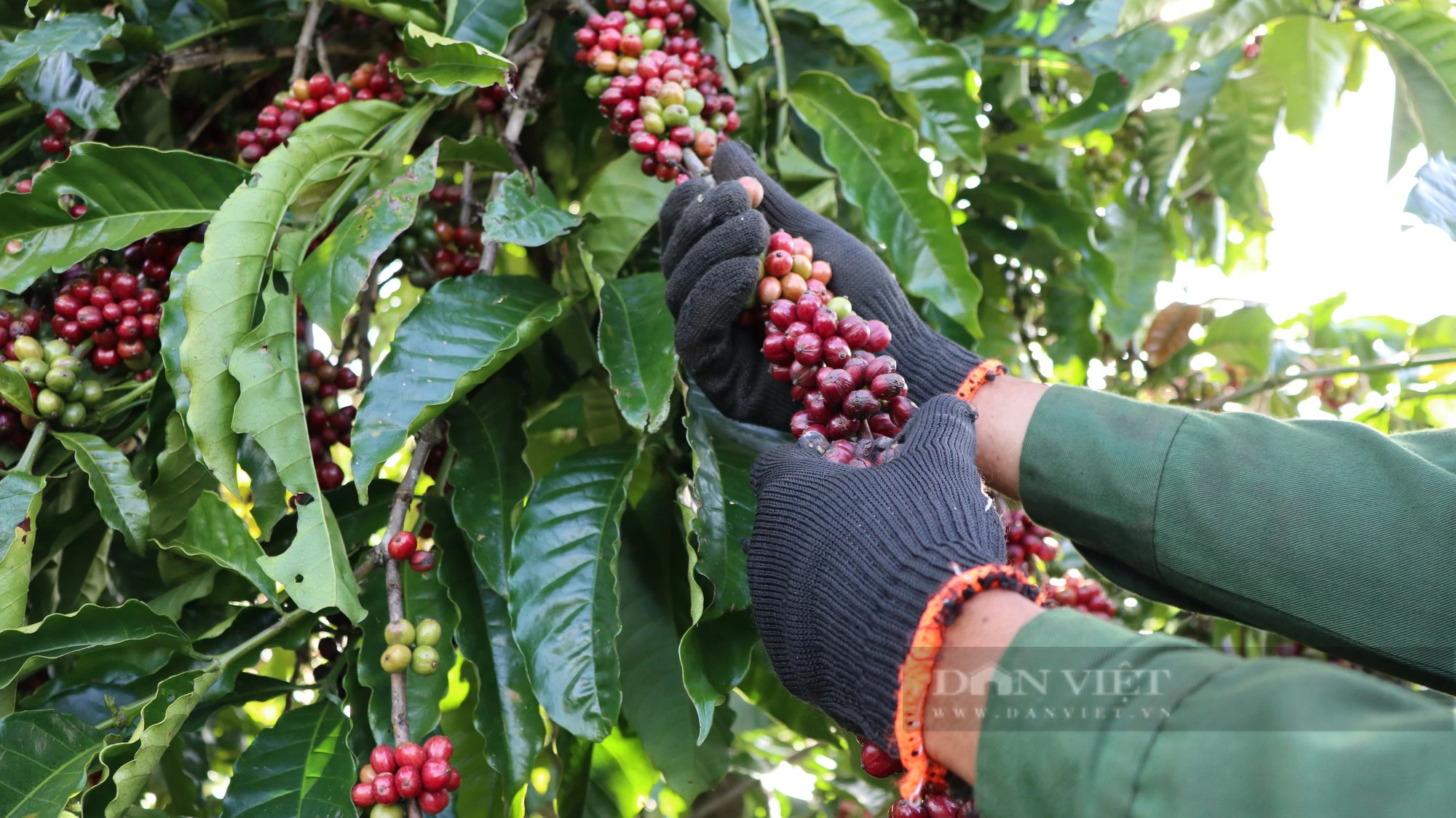 Giá cà phê cao nhất 10 năm qua, người dân hái quả xanh, huyện Lâm Hà (tỉnh Lâm Đồng) khuyến cáo nóng - Ảnh 3.