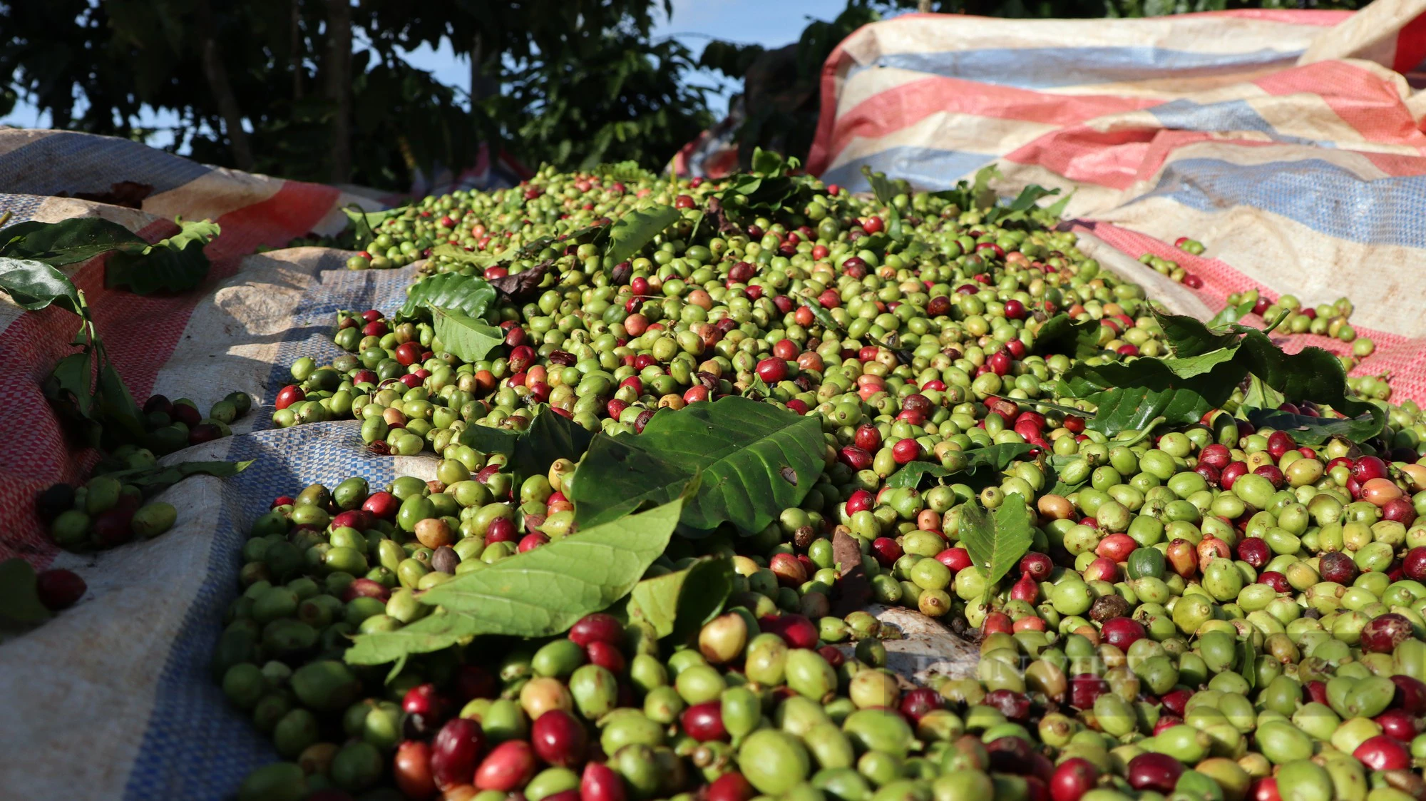 Giá cà phê cao nhất 10 năm qua, người dân hái quả xanh, huyện Lâm Hà (tỉnh Lâm Đồng) khuyến cáo nóng - Ảnh 4.