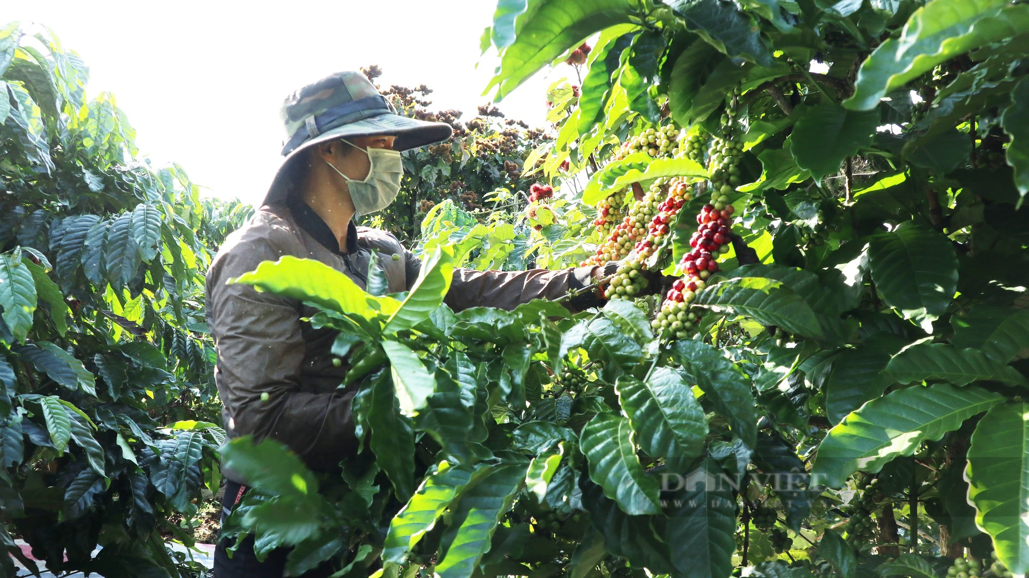 Giá cà phê cao nhất 10 năm qua, người dân hái quả xanh, huyện Lâm Hà (tỉnh Lâm Đồng) khuyến cáo nóng - Ảnh 5.