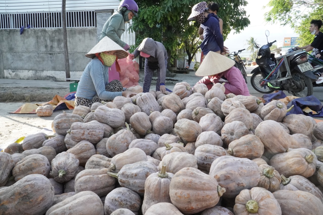 Hội Nông dân kịp thời hỗ trợ tiêu thụ bí đỏ cho người dân ở Khánh Hòa - Ảnh 1.