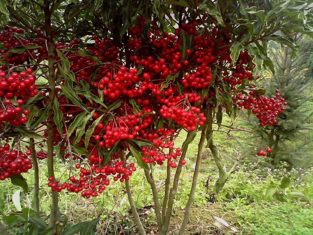 Trồng cây cảnh này như rước &quot;kho vàng&quot; vào nhà, biết chăm sóc cả năm đón tài lộc, cát tường - Ảnh 3.