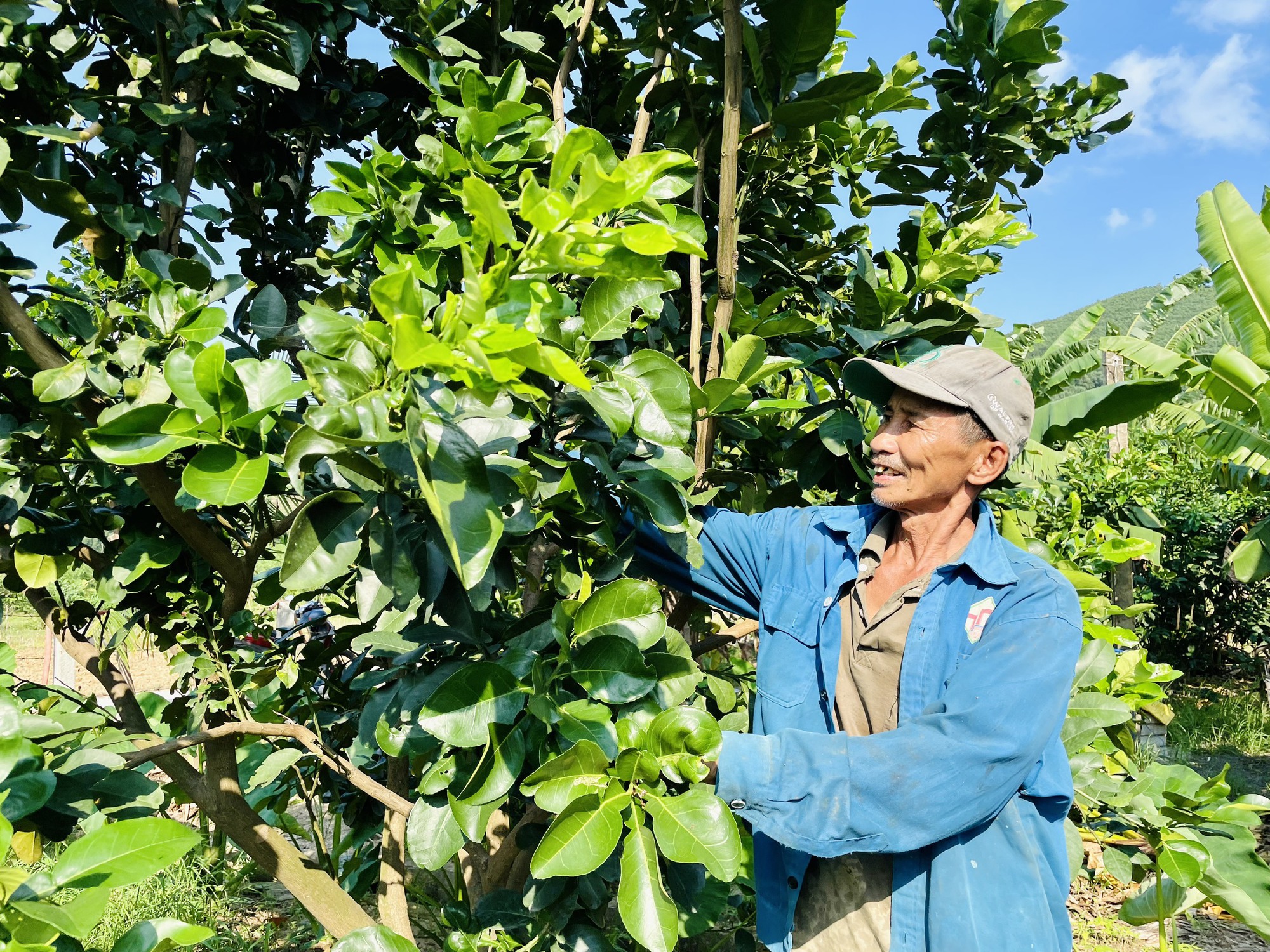 Quảng Nam: Kinh tế vườn, kinh tế trang trại tạo hướng đột phá cho huyện miền núi Nông Sơn - Ảnh 1.