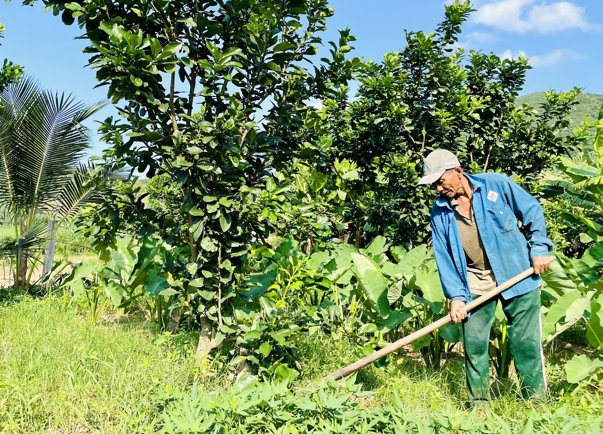 Quảng Nam: Kinh tế vườn, kinh tế trang trại tạo hướng đột phá cho huyện miền núi Nông Sơn - Ảnh 3.