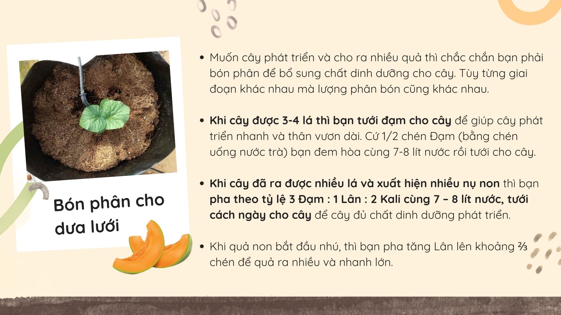 SỔ TAY NHÀ NÔNG: Chăm sóc dưa lưới trồng tại nhà như thế nào để đạt hiệu quả cao? - Ảnh 3.