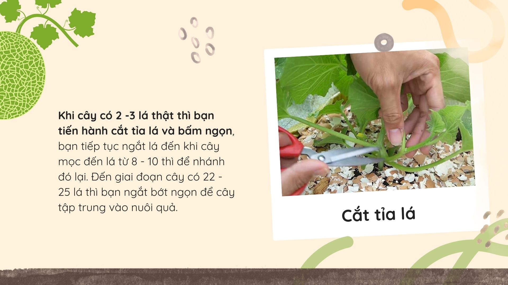 SỔ TAY NHÀ NÔNG: Chăm sóc dưa lưới trồng tại nhà như thế nào để đạt hiệu quả cao? - Ảnh 4.