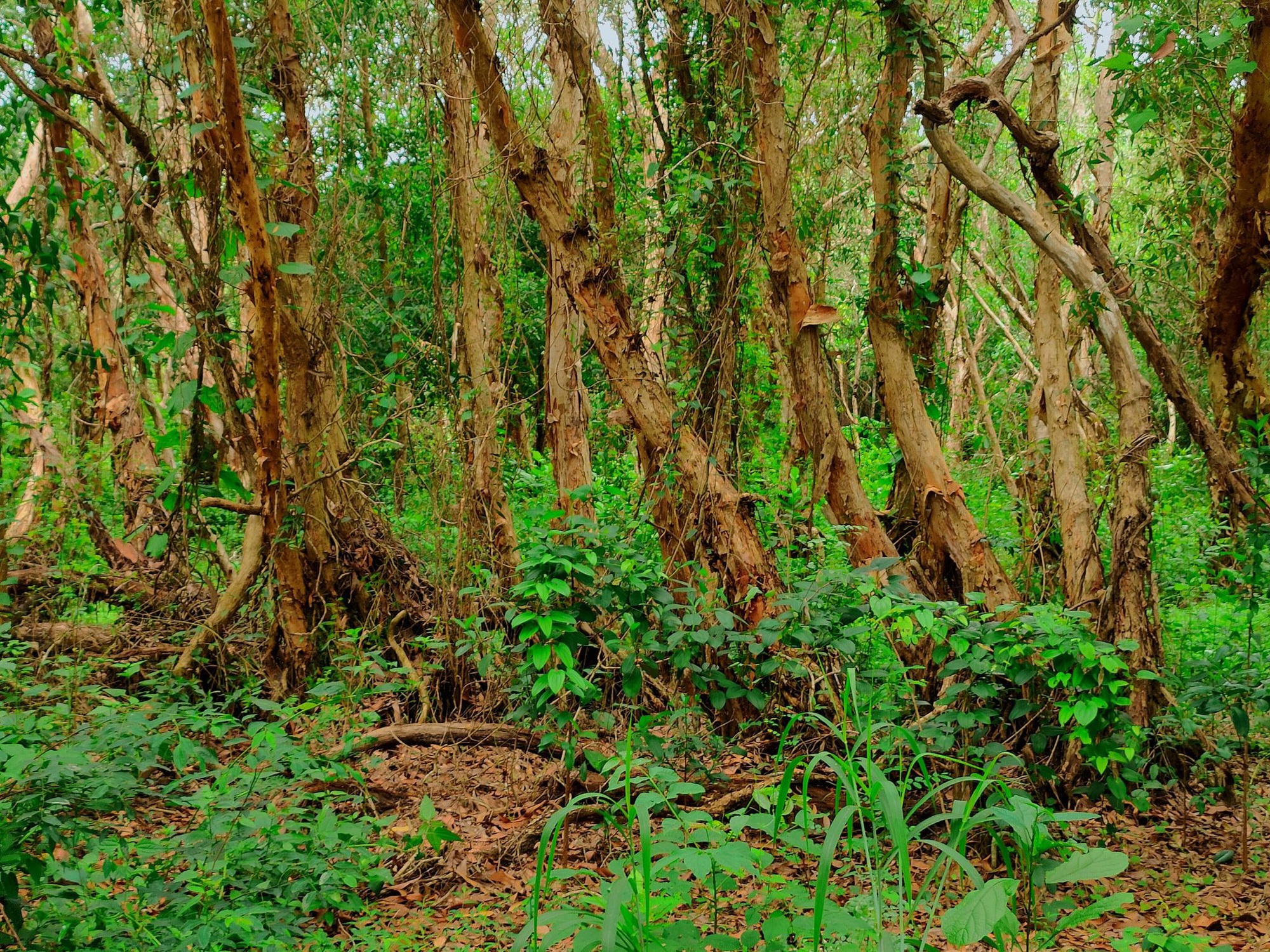 Khu rừng này ở Bà Rịa-Vũng Tàu, cách Sài Gòn 150km đẹp huyền bí kiểu gì mà nhiều người vô xem? - Ảnh 2.