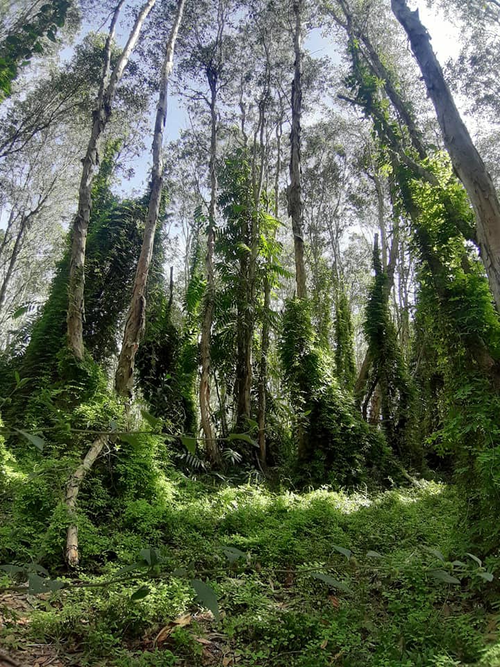 Khu rừng này ở Bà Rịa-Vũng Tàu, cách Sài Gòn 150km đẹp huyền bí kiểu gì mà nhiều người vô xem? - Ảnh 4.