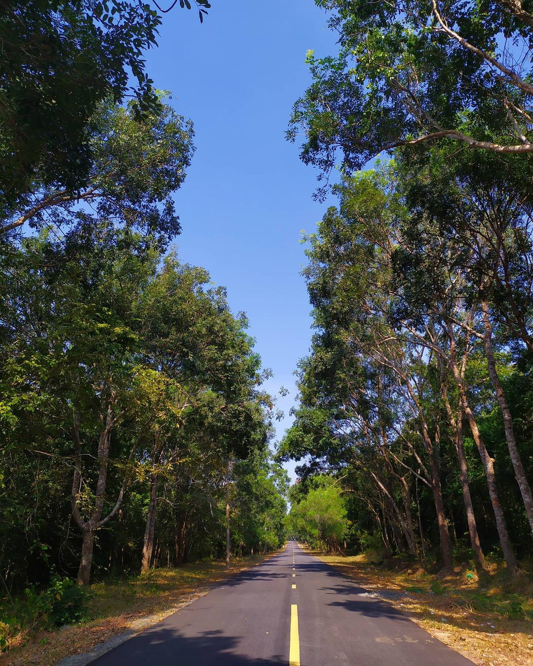 Khu rừng này ở Bà Rịa-Vũng Tàu, cách Sài Gòn 150km đẹp huyền bí kiểu gì mà nhiều người vô xem? - Ảnh 5.