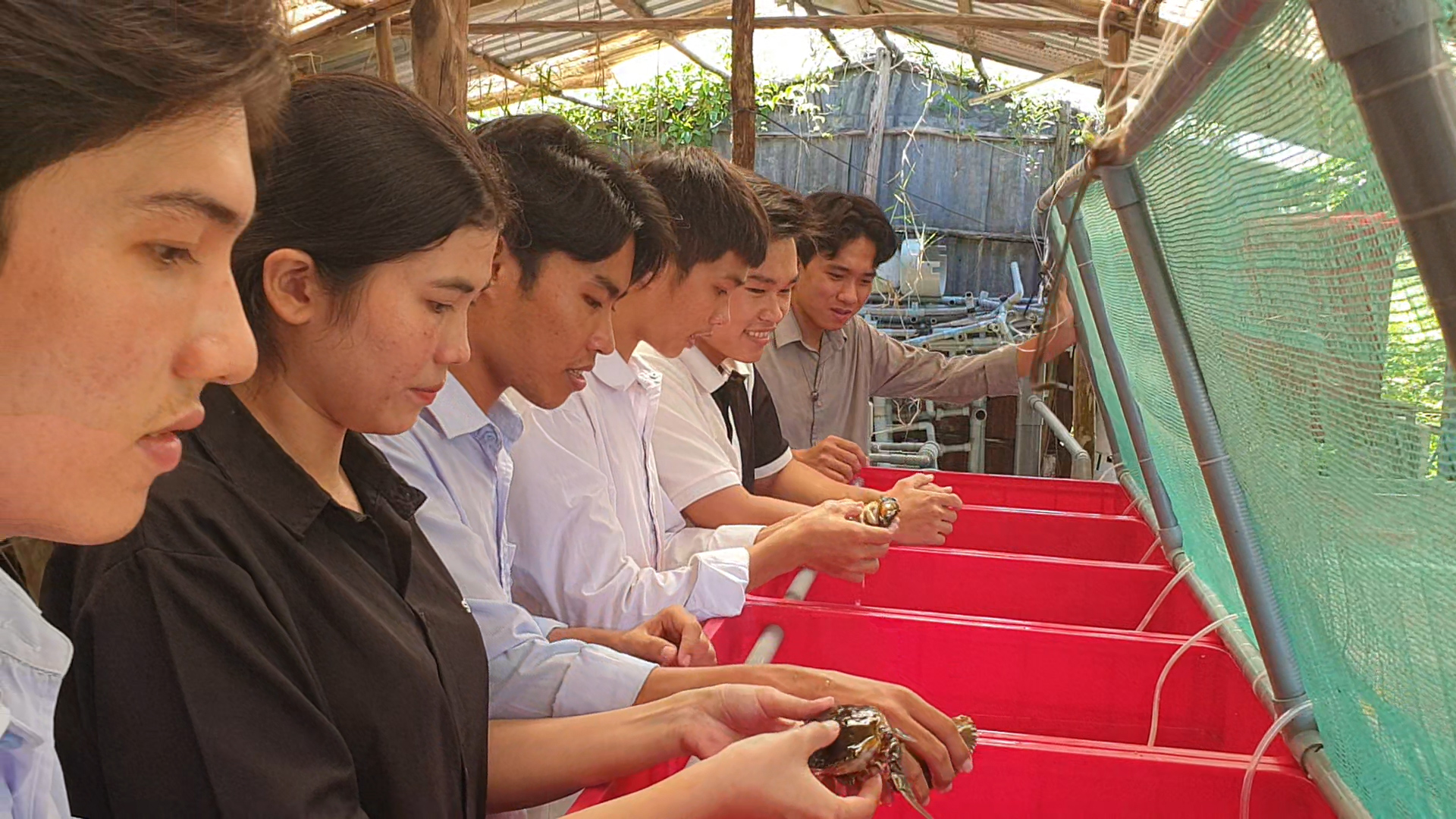 Anh tiến sĩ chế biến cua thịt lột sẵn “có một không hai” ở Cà Mau bán giá cao ngất ngưỡng - Ảnh 3.