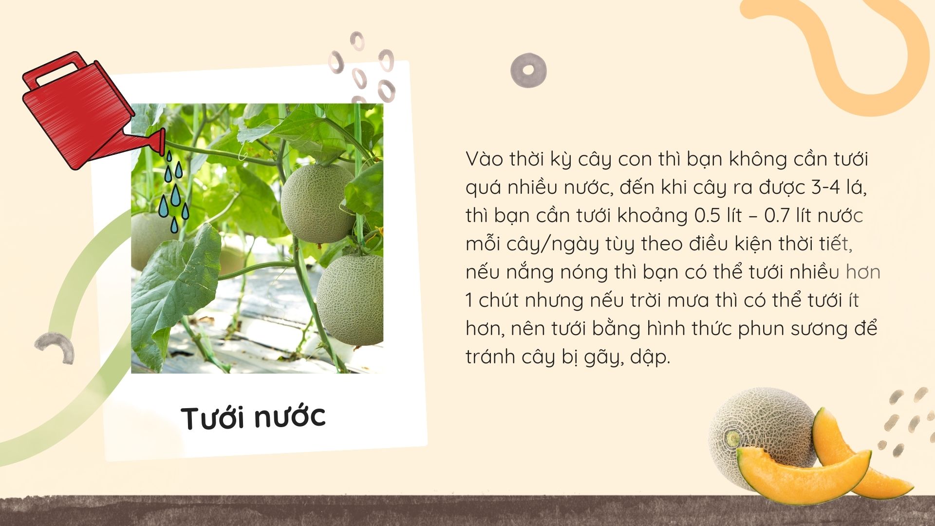 SỔ TAY NHÀ NÔNG: Chăm sóc dưa lưới trồng tại nhà như thế nào để đạt hiệu quả cao? - Ảnh 2.