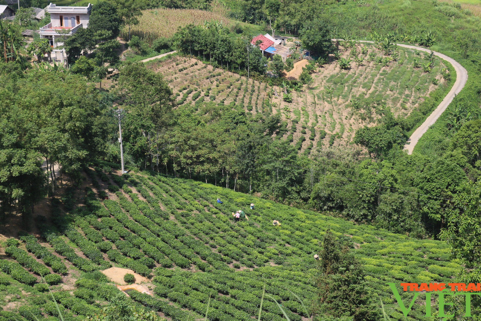 Mường Khương: Phát triển nông nghiệp gắn với du lịch  - Ảnh 1.