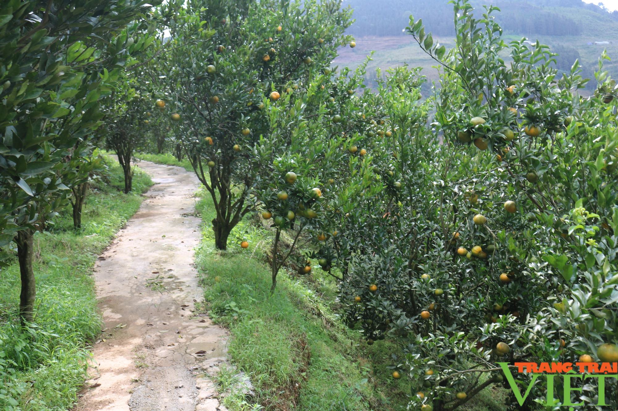 Mường Khương: Phát triển nông nghiệp gắn với du lịch  - Ảnh 2.