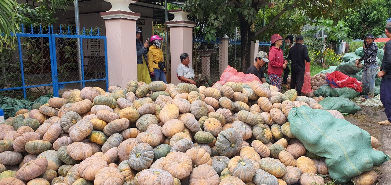 Đã hỗ trợ bán trên 80 tấn bí đỏ cho nông dân Khánh Hòa - Ảnh 1.