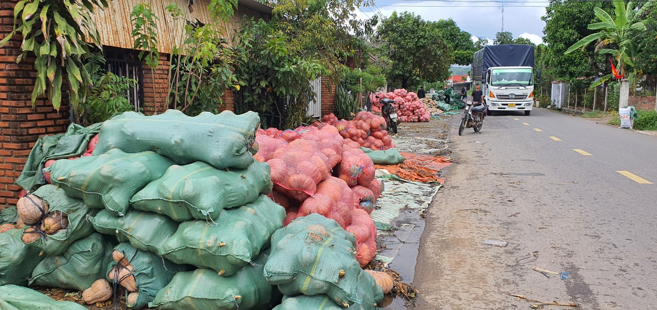 Đã hỗ trợ bán trên 80 tấn bí đỏ cho nông dân Khánh Hòa - Ảnh 2.