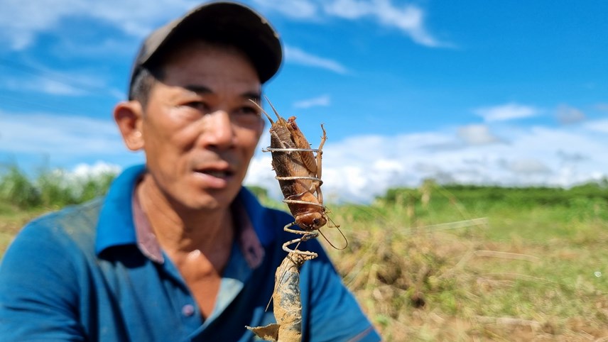 Ở Quảng Ngãi có một nghề rất độc đáo và lạ lẫm, không quá vất vả mà kiếm cả tiền triệu mỗi ngày - Ảnh 5.