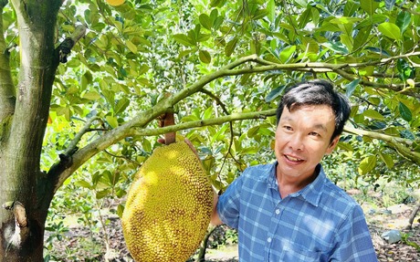 Đây là loại mít bán giá cao chót vót chả kém gì sầu riêng, ở Vĩnh Long nhà nào cắt là trúng lớn