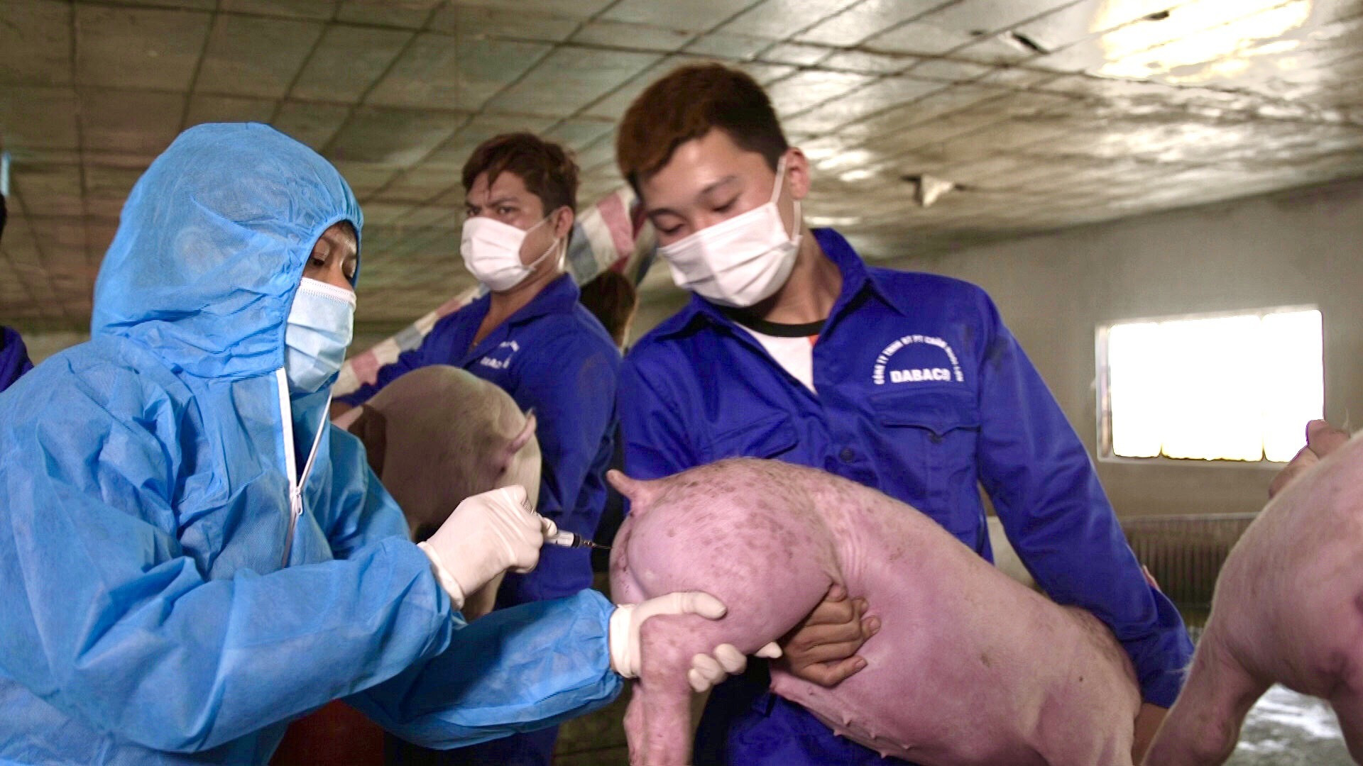 Bộ NNPTNT kiến nghị Thủ tướng Chính phủ hỗ trợ kinh phí cho lực lượng chống dịch tả lợn châu Phi, viêm da nổi cục - Ảnh 1.