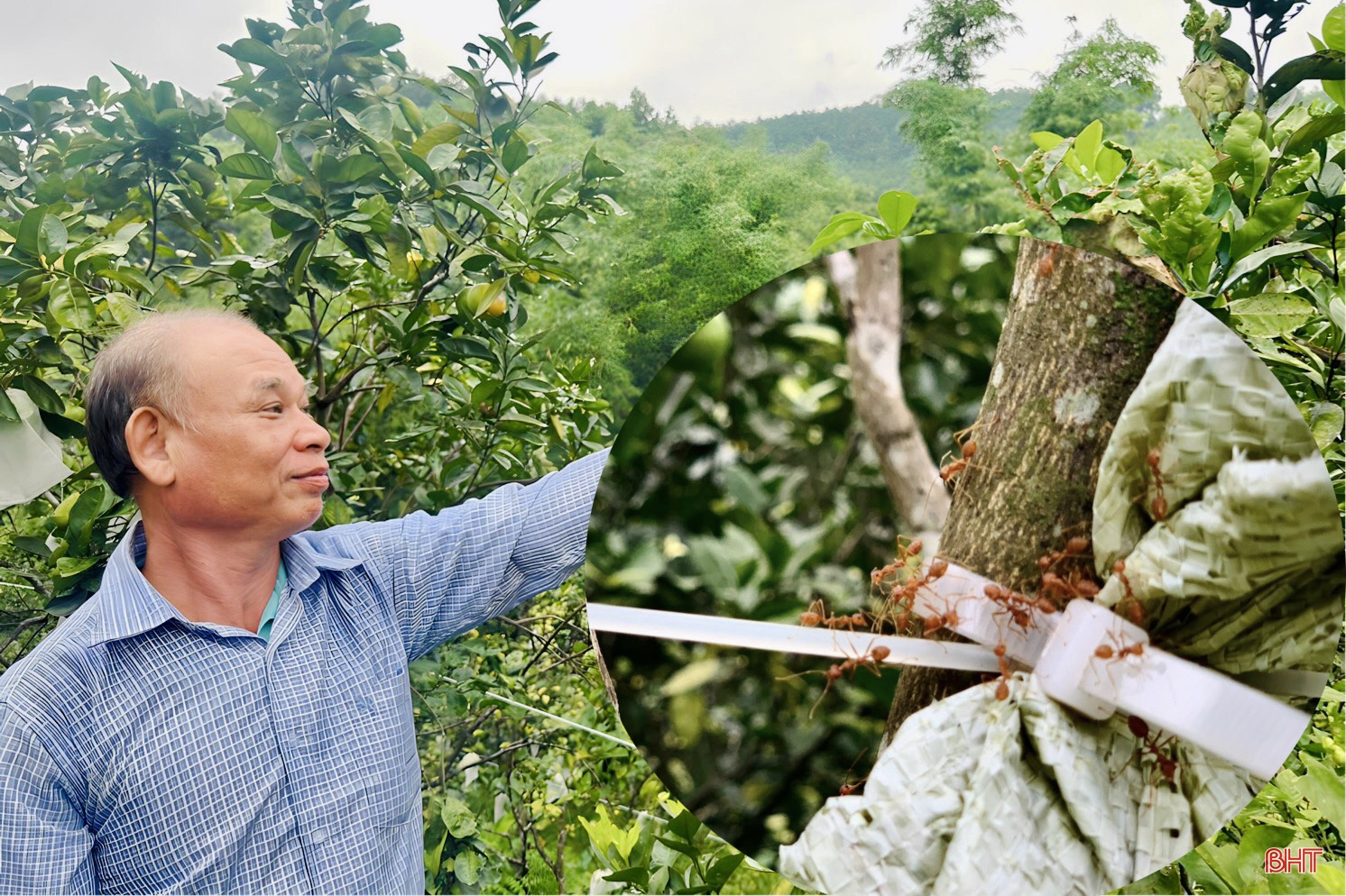 Nông dân Hà Tĩnh thả đàn kiến vàng vào vườn cam, kì lạ cây ít rụng quả, trái to, mọng nước - Ảnh 6.