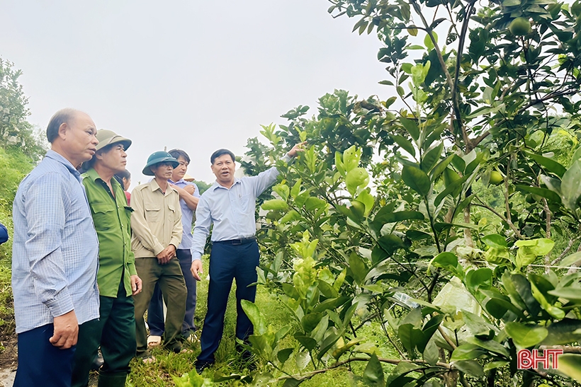 Nông dân Hà Tĩnh thả đàn kiến vàng vào vườn cam, kì lạ cây ít rụng quả, trái to, mọng nước - Ảnh 1.