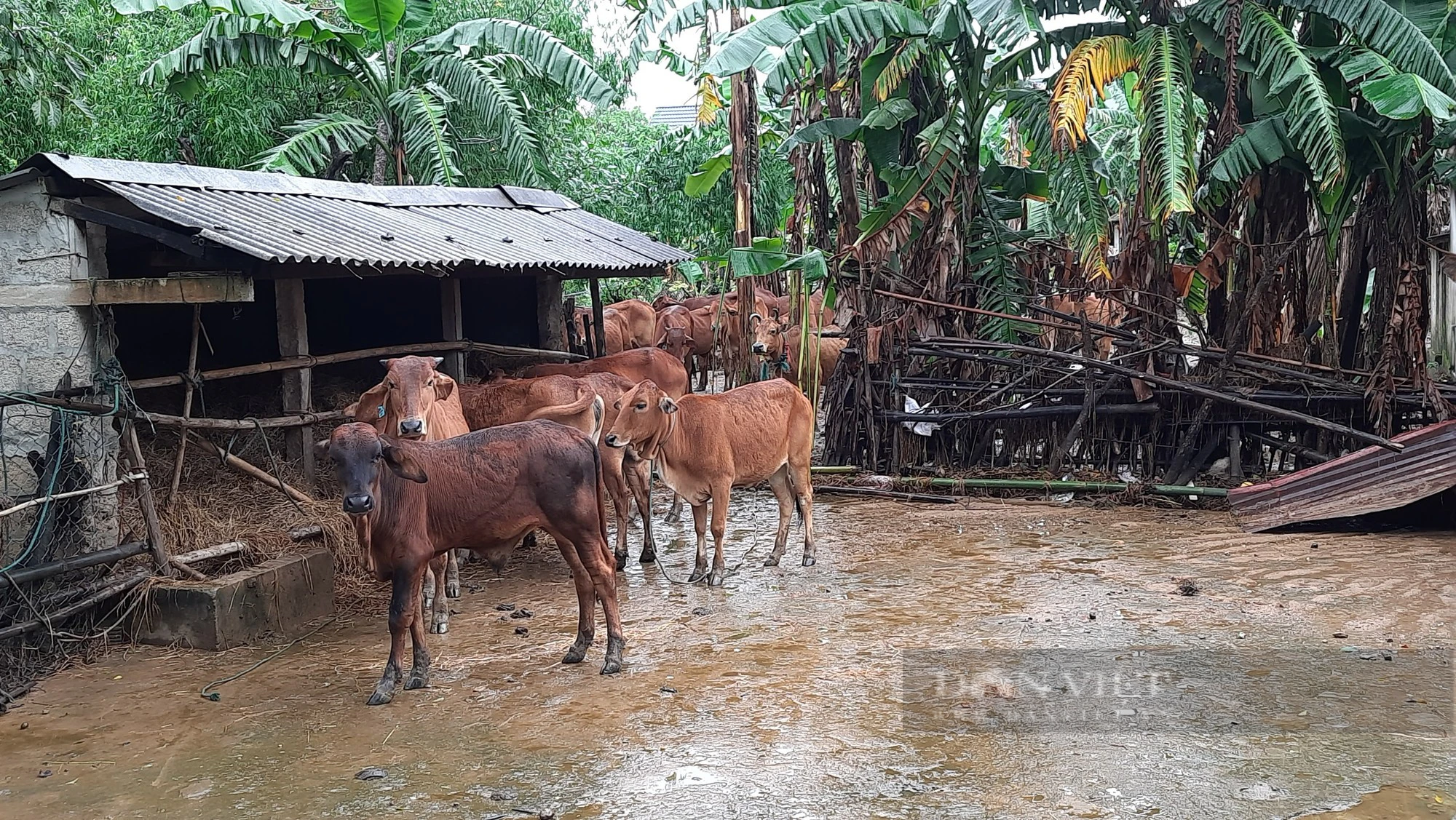 Hàng chục con bò dự án bị lũ cuốn trôi ở Quảng Trị - Ảnh 2.