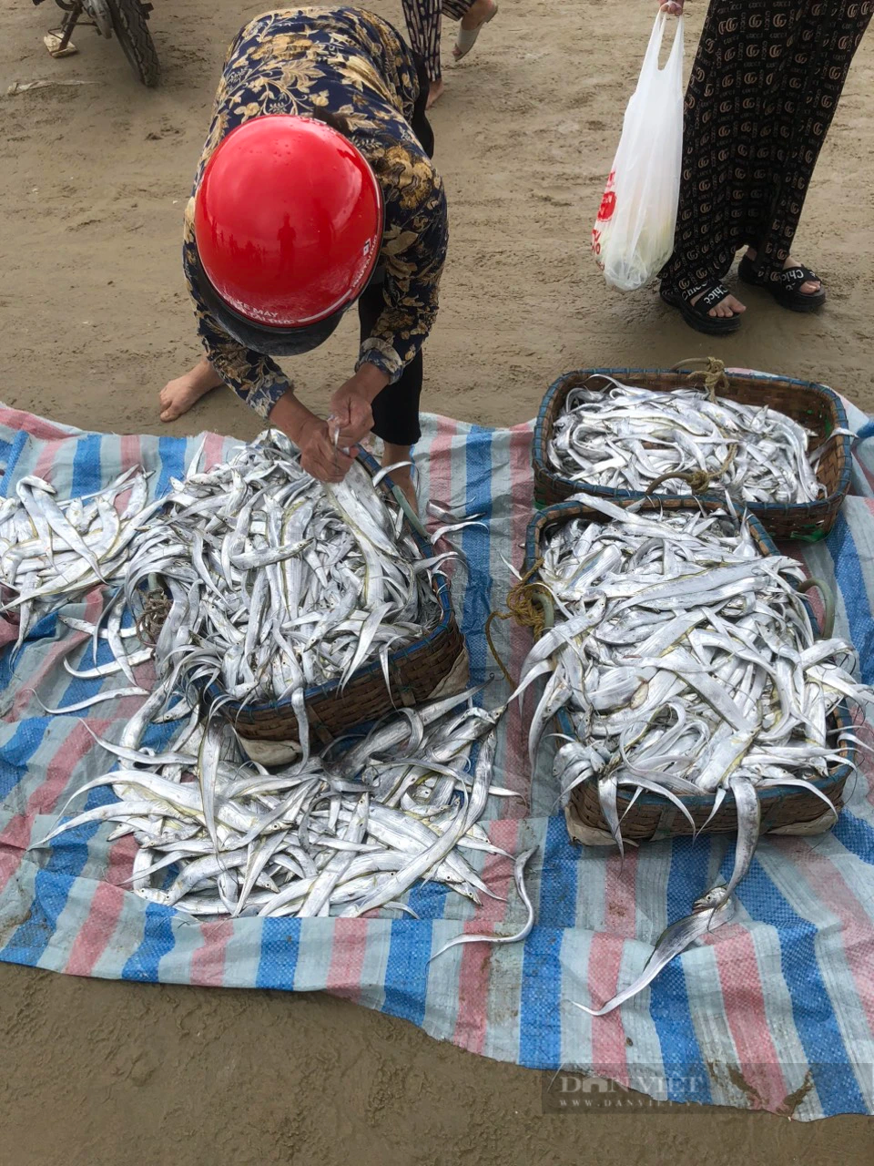 Hà Tĩnh: Hàng trăm ngư dân trúng mẻ cá hố, cá đù lớn thu về tiền triệu mỗi ngày - Ảnh 4.