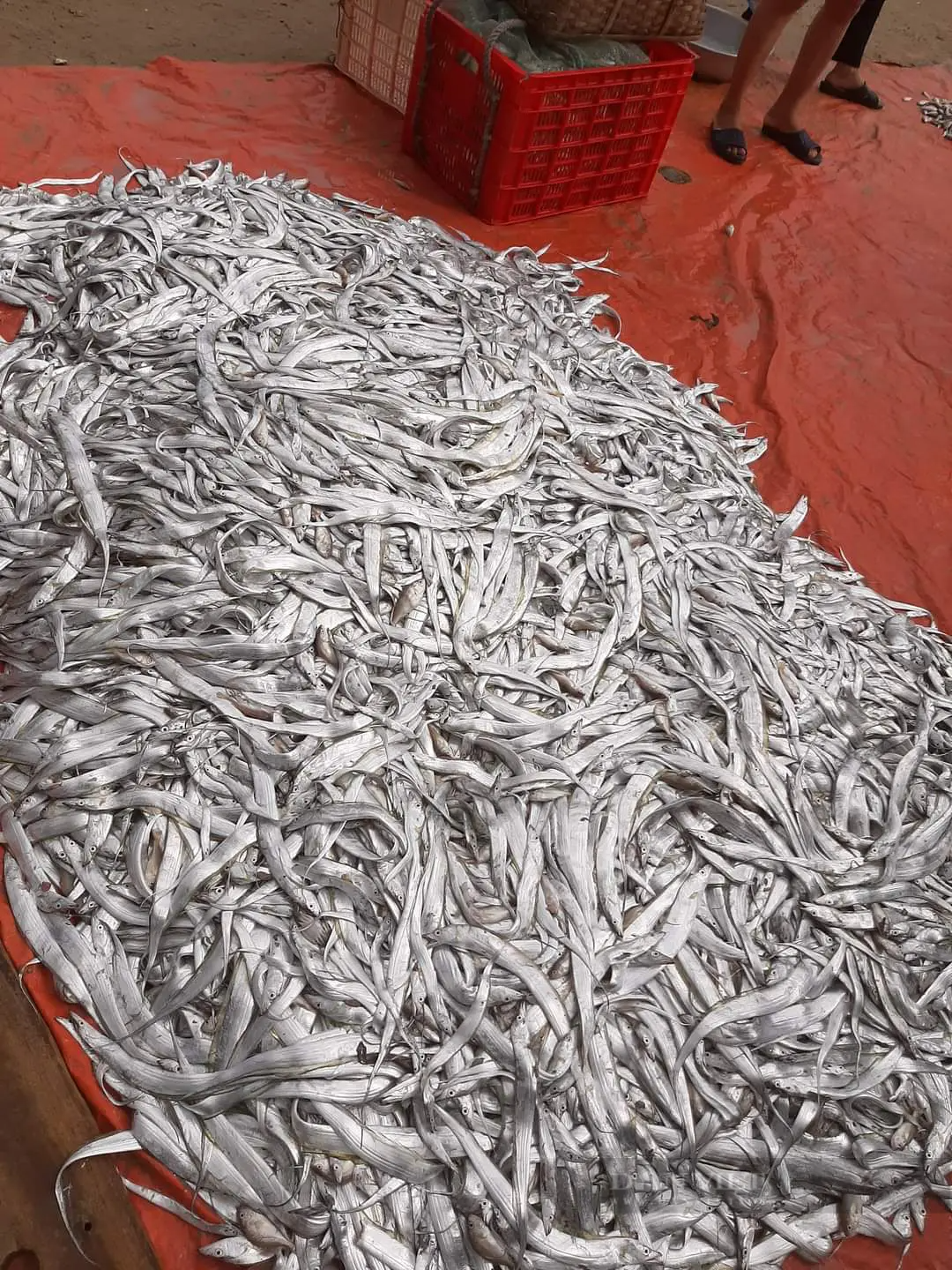 Hà Tĩnh: Hàng trăm ngư dân trúng mẻ cá hố, cá đù lớn thu về tiền triệu mỗi ngày - Ảnh 5.