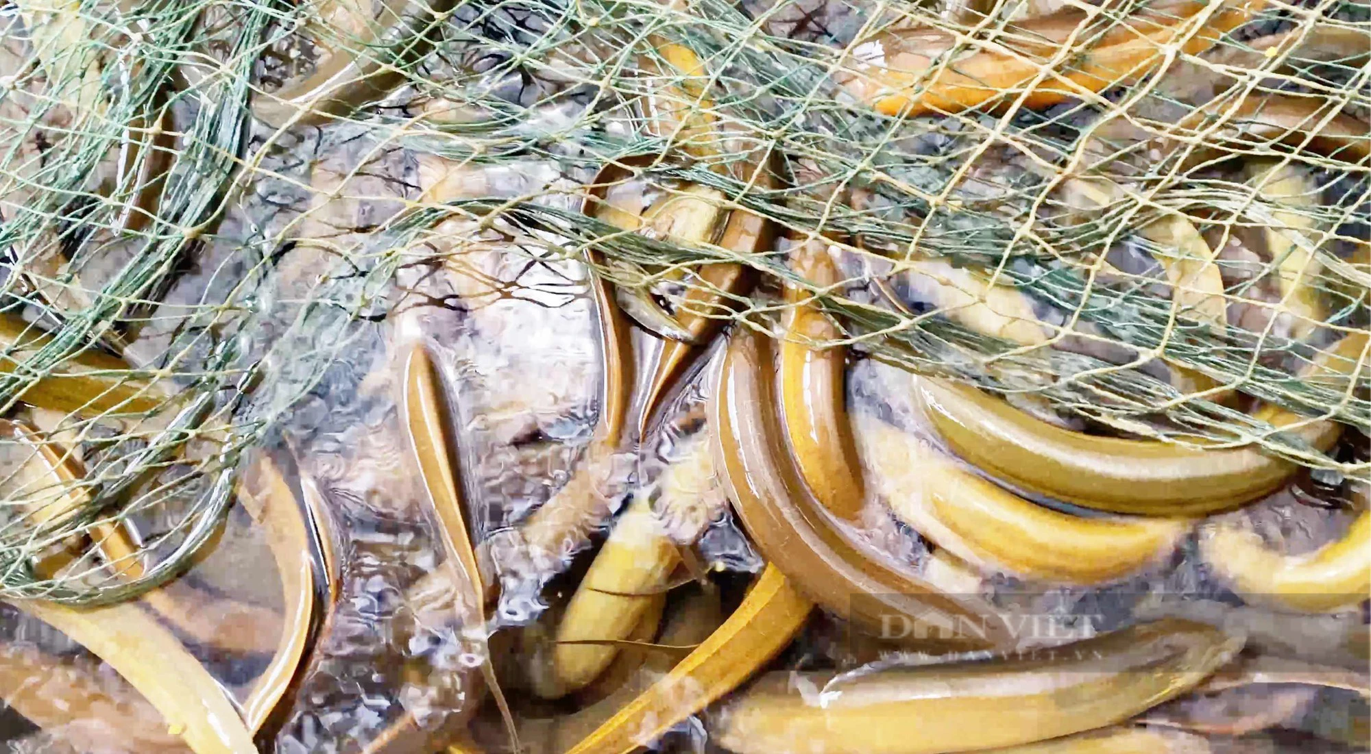 Chàng trai Cần Thơ nuôi lươn sạch, con nào cũng mau lớn, thu lãi hơn 500 triệu đồng/năm - Ảnh 2.