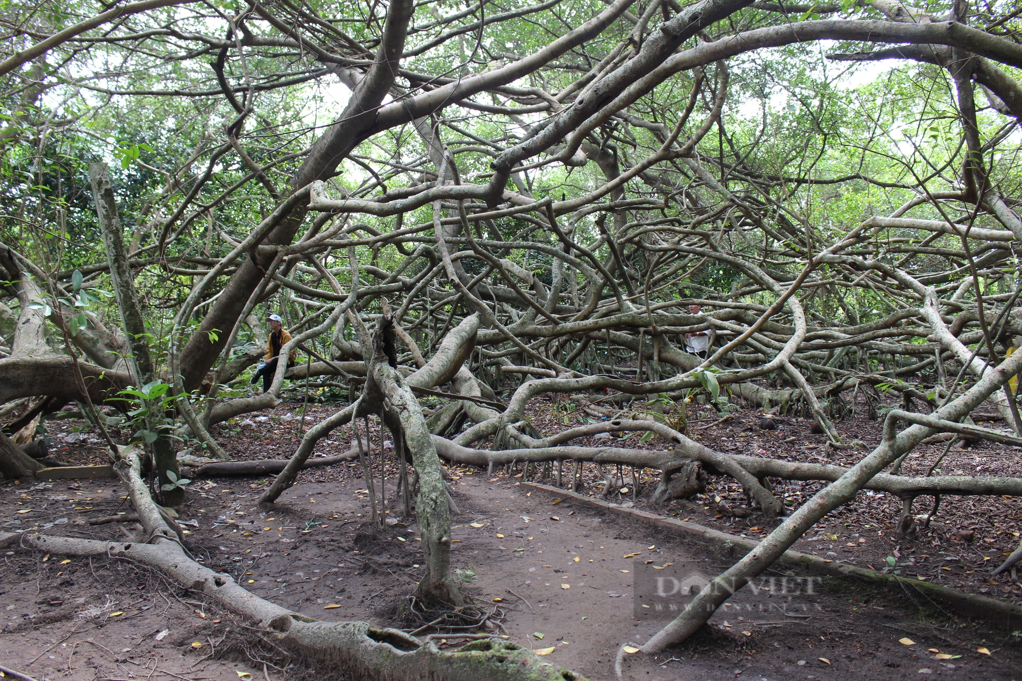 Choáng ngợp với cây Giàn Gừa hơn 200 năm tuổi, được công nhận là cây di sản Việt Nam - Ảnh 2.
